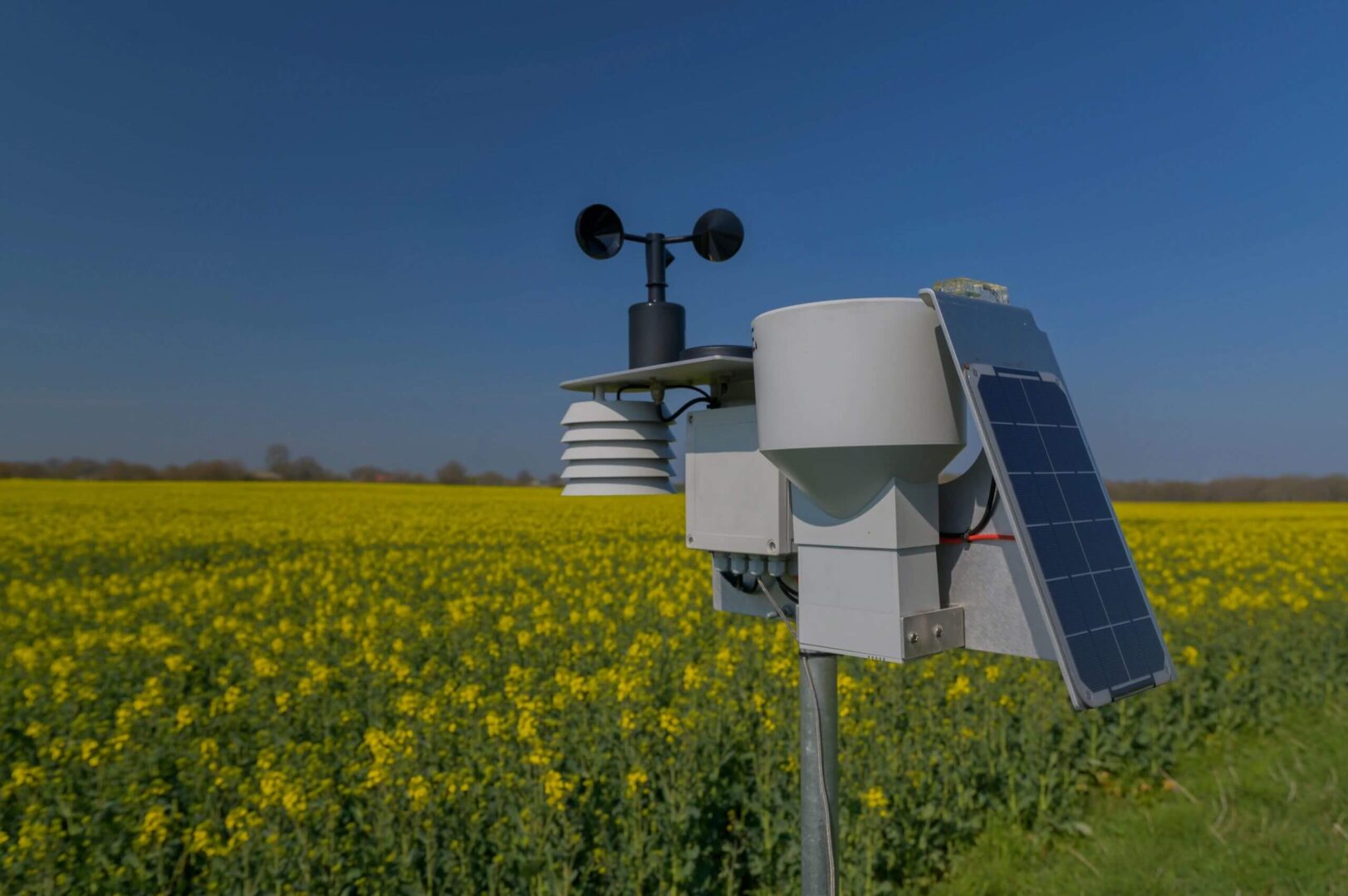 Weather station in a yellow flower field.